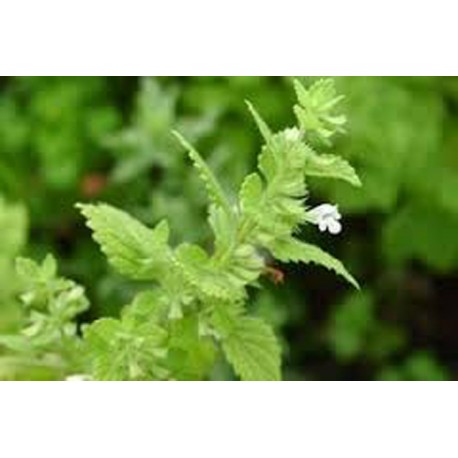 Melisa lekarska (Melissa Officinalis) - 0,3 g