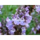 Szałwia lekarska (Salvia officinalis) - 2 g