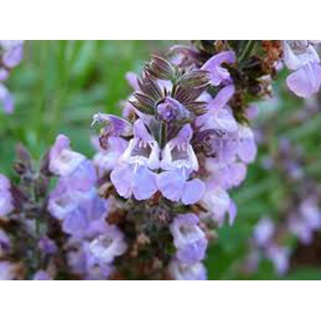 Szałwia lekarska (Salvia officinalis) - 2 g