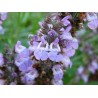 Szałwia lekarska (Salvia officinalis) - 2 g