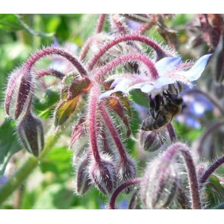 Ogórecznik Lekarski - 250 g