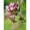 Lebiodka (oregano) - 1 g